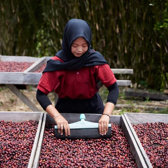 ASMAN GAYO - Image 7