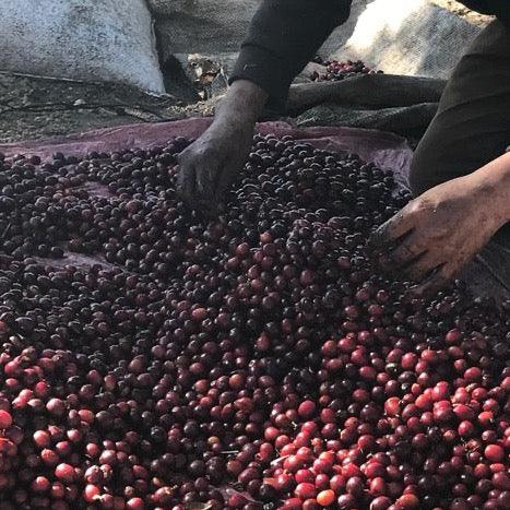 CASCARA COFFEE CHERRY - Image 3