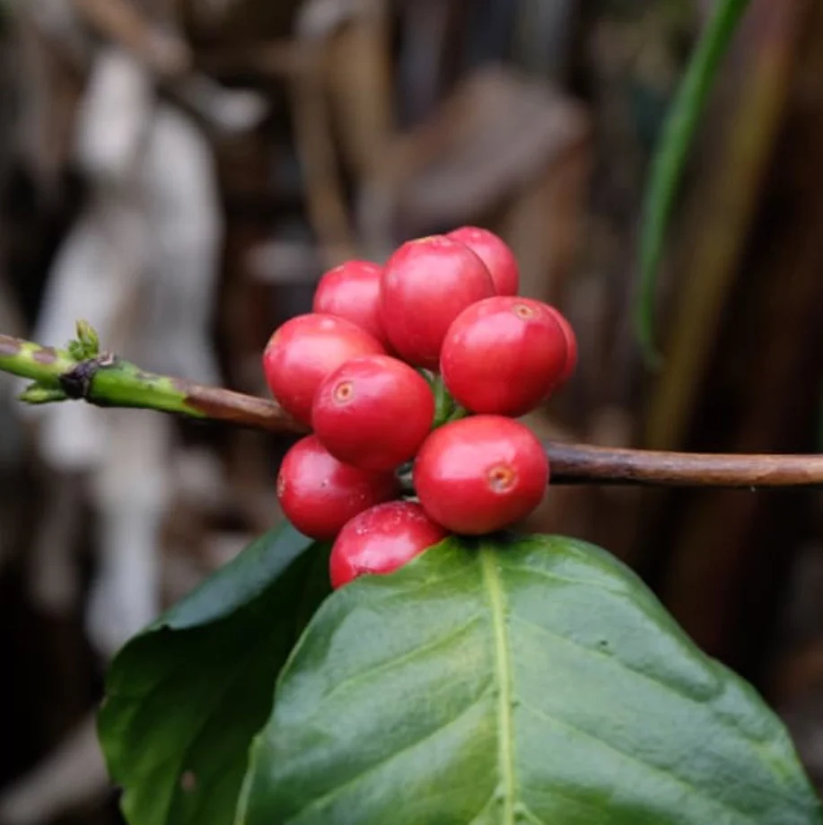 FINCA EL FALDON PINK BOURBON - Image 4