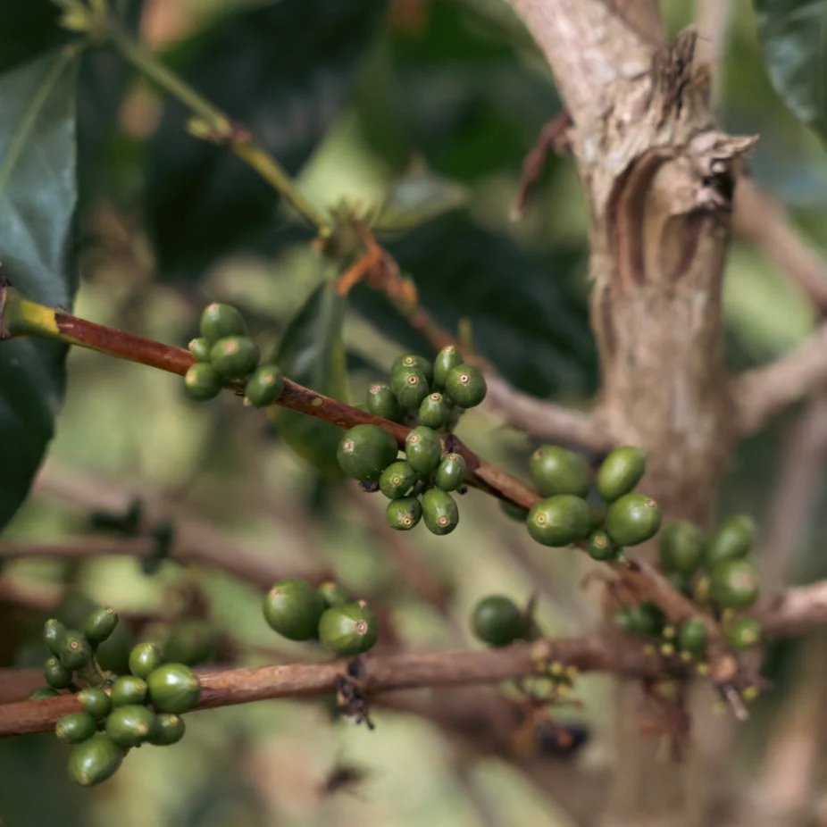 FINCA EL FALDON PINK BOURBON - Image 6