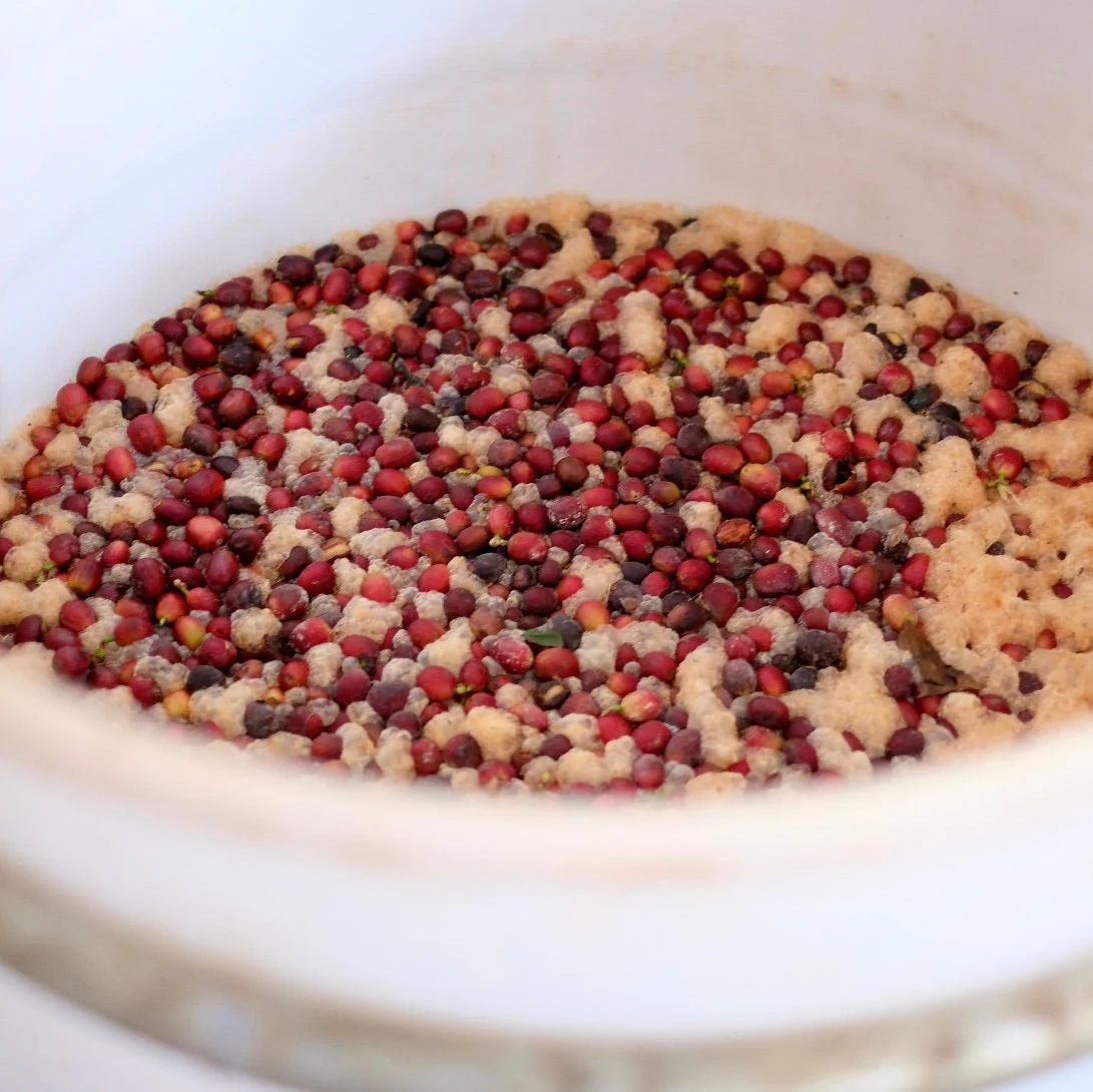 FINCA GASCON YEAST FERMENTATION - Image 4