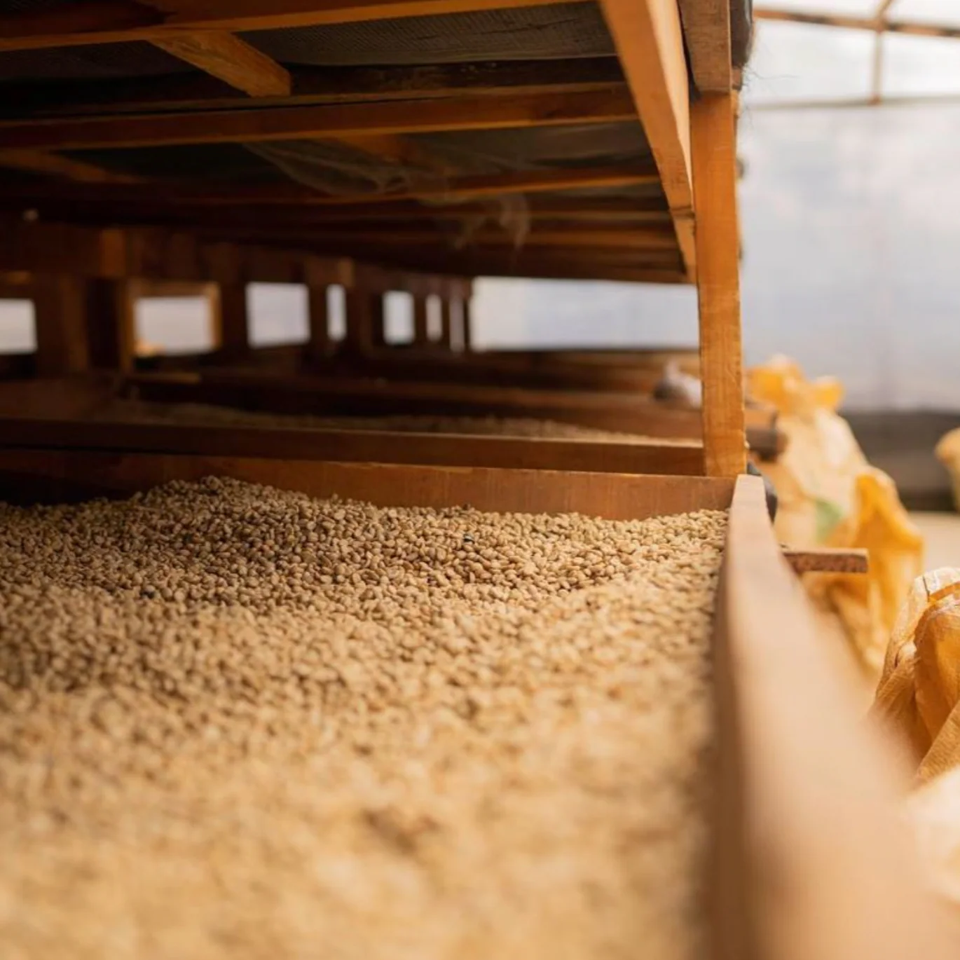 FINCA GASCON YEAST FERMENTATION - Image 6