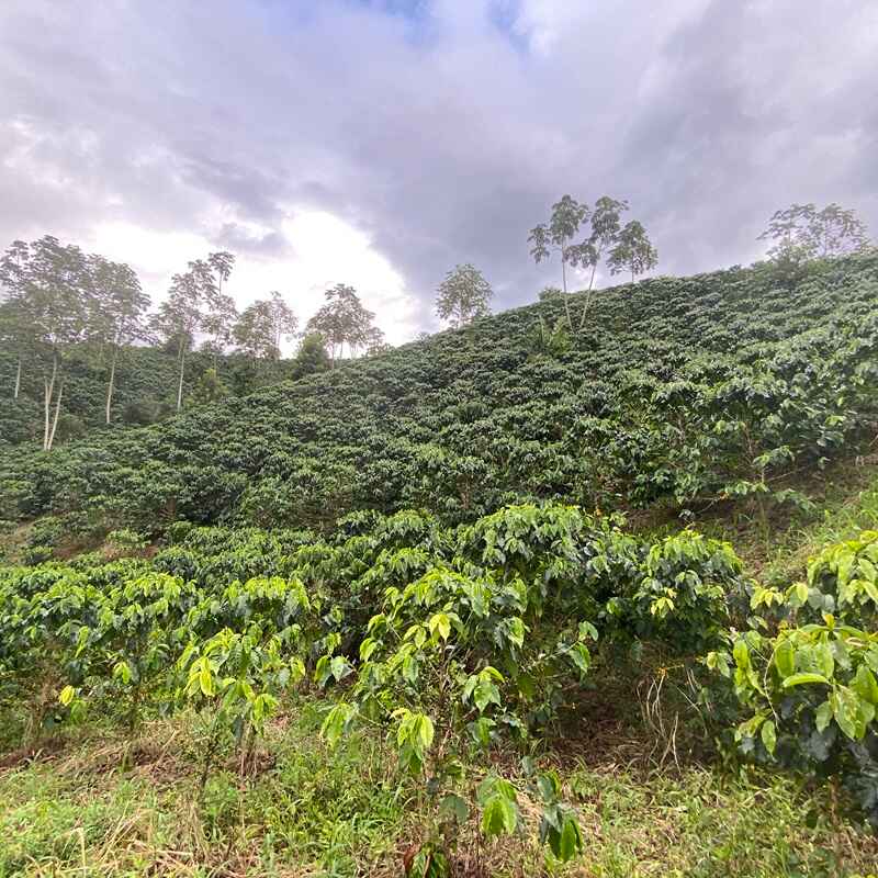 GUAVA BANANA - Image 6