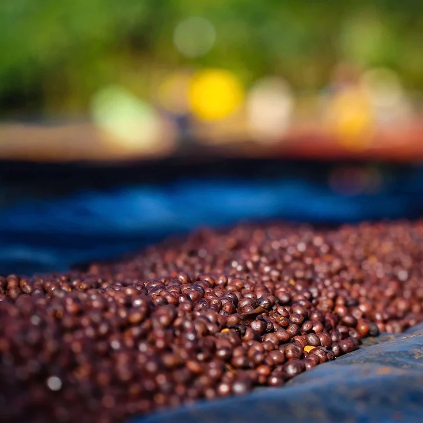 FUNKY COFFEE BUNDLE - Image 3