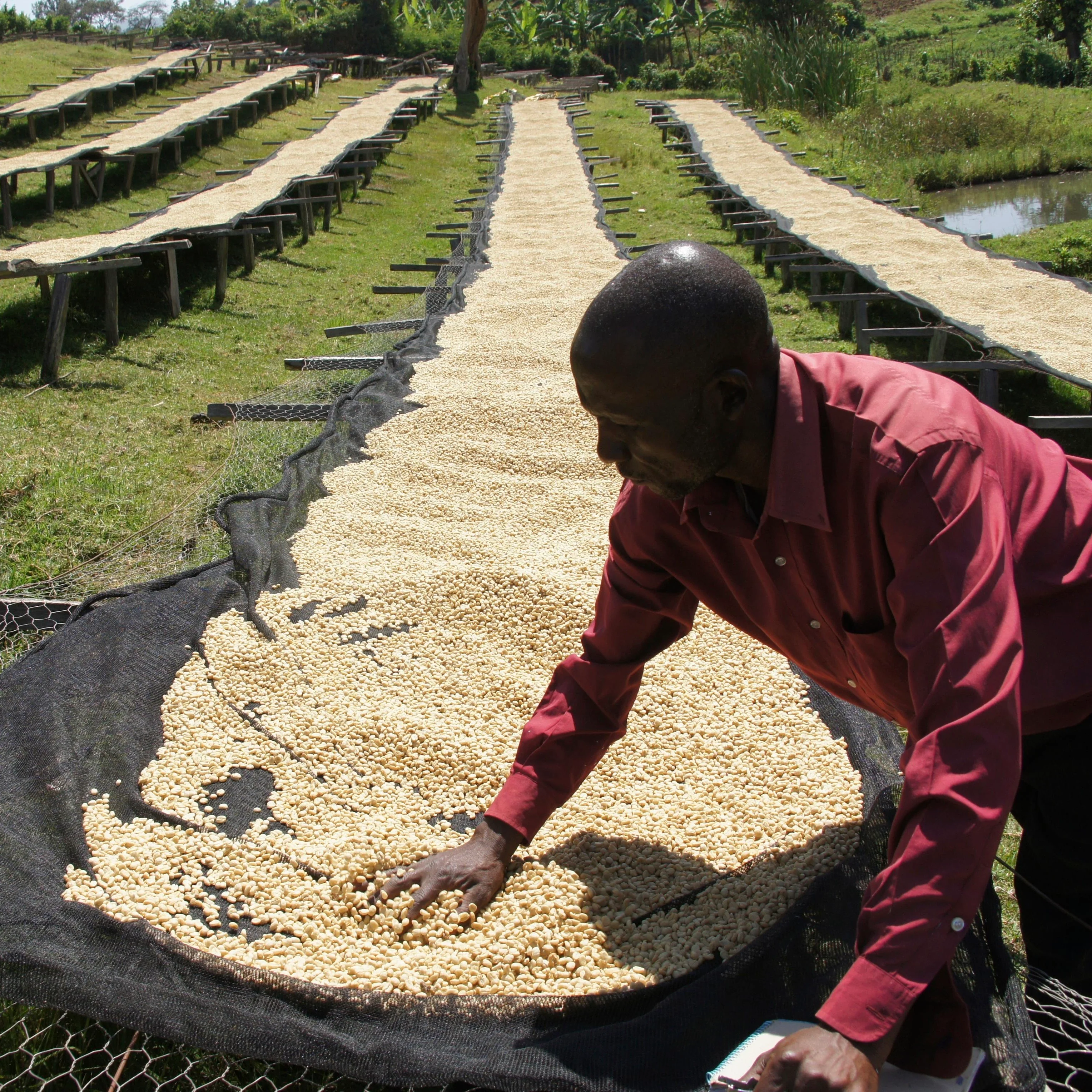 GAKUYU-INI PEABERRY - Image 2
