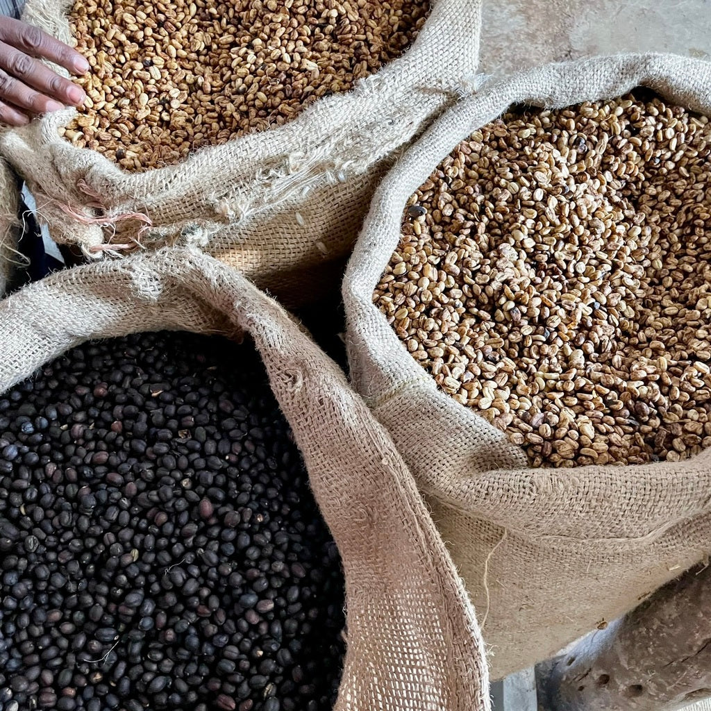 GENESIS COFFEE - Image 7