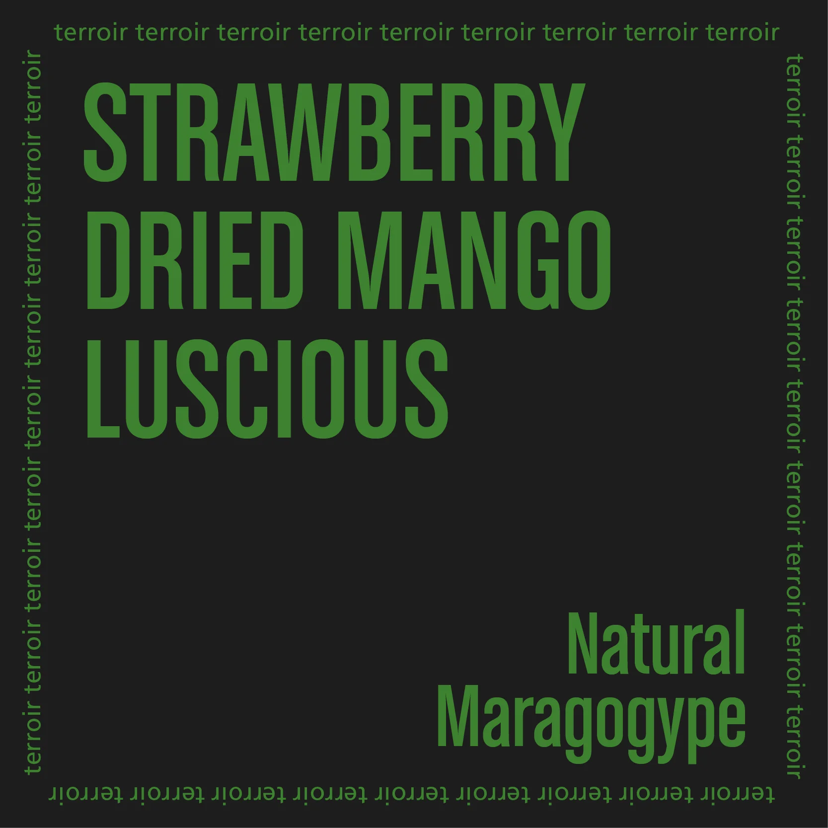 HIMALAYA MARAGOGYPE - Image 2