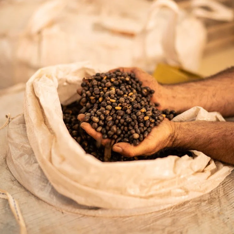 IVAN DOS SANTOS TYPICA - Image 5