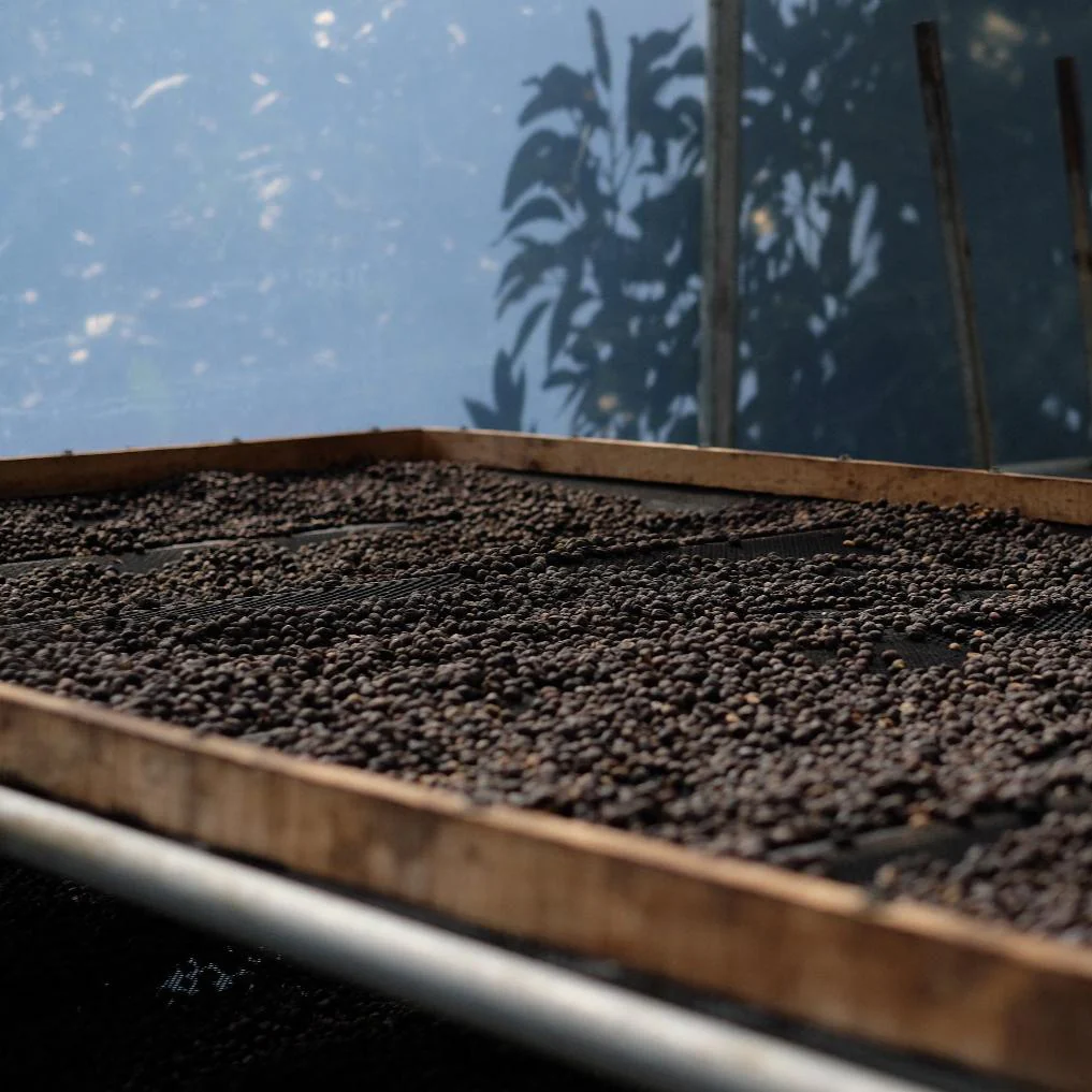 LA BANDERA TYPICA - Image 8