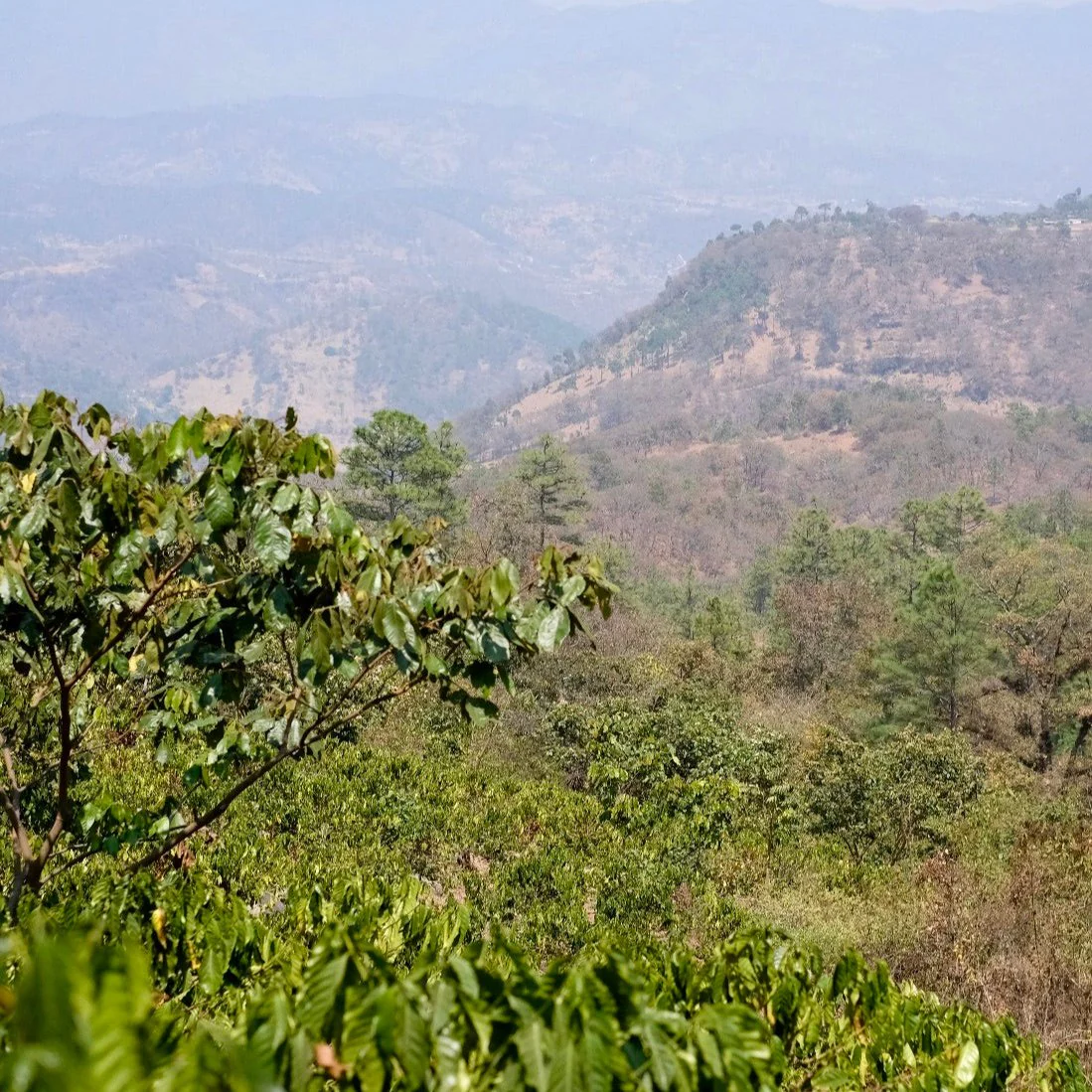 LA COLINA NATURAL - Image 4