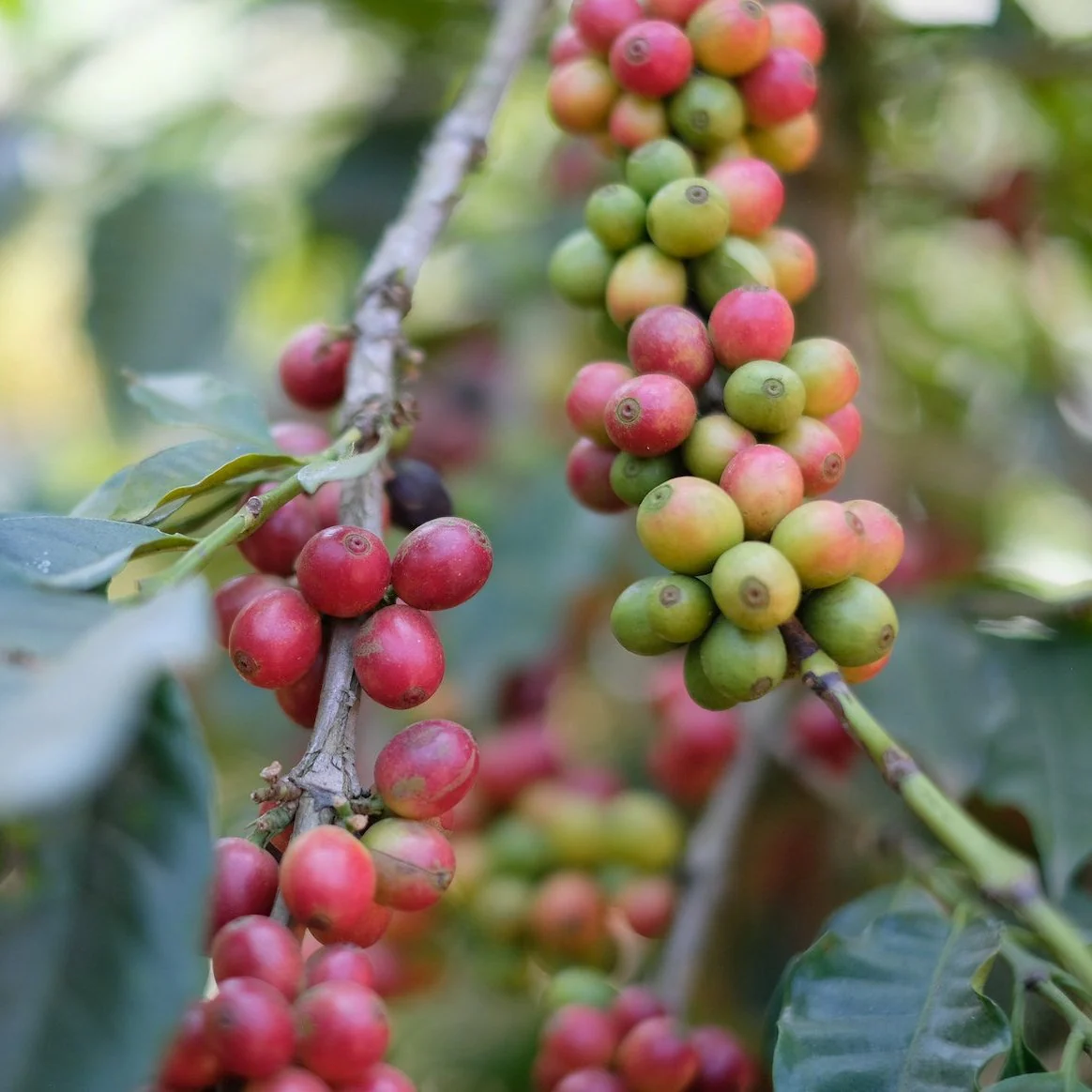 LOS NARANJALES - Image 4