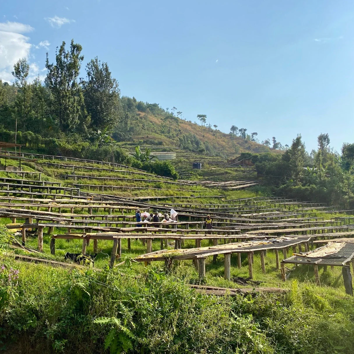 MAHEMBE - Image 4