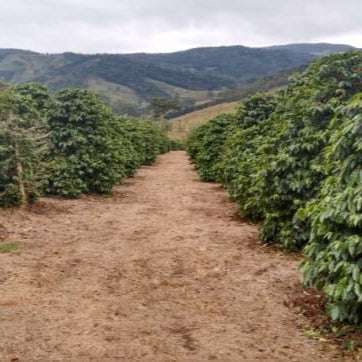 PARAGUAI - Image 4